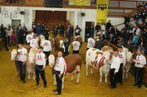 Personen stehen neben Rindern in einer Halle
