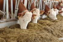 Kühe beim Fressen Mischration mit Mais- und Grassilage