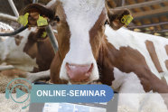 Kuh im Stall, vor ihr Tablet; Schriftzug Online-Seminar