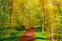 Waldweg im Frühjahr
