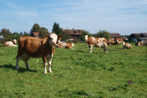 Kühe auf Weide