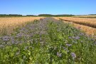 Blühmischungen in Getreide