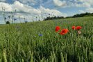 Kornblume mit Mohn