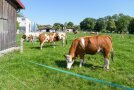 Milchkühe und Jungrinder auf der Weide
