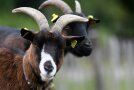 Neugierige Ziege mit direktem Blick in die Kamera