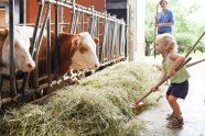 Kleinkind hilft beim Füttern im Kuhstall und kehrt Heu in den Futterbaren