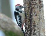 ein schwarz-weiß-roter Vogel an einem Stück Holz