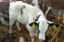 Kreuzungskalb Holstein x Weißblaue Belgier