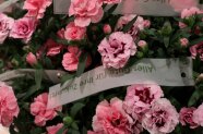 Rosa blühende Blumen