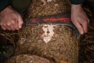 Waldarbeiter entfernt Rinde eines Fichtenstamms mit einer Heppe zur Borkenkäfersuche