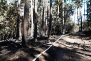 Die Schläuche der Feuerwehr liegen nach gelöschtem Waldbbrand noch da