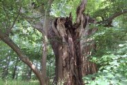 Alte Linde mit eingerissenem Stamm