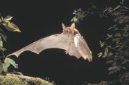 Großes Mausohr im Jagdflug dicht über dem Boden