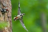 Ein Buntspecht fliegt vom Stamm weg, ein Jungvogel verlässt gerade die Bruthöhle