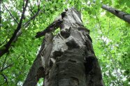 eine starke, abgestorbene, stehende Buche