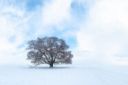 Linde in einer verschneiten ebenen Landschaft