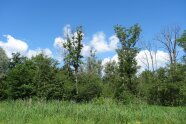 Waldschutz Eschentriebsterben
