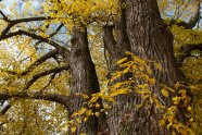Linde im Herbstlaub