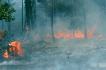 Bodenfeuer in einem Waldbestand