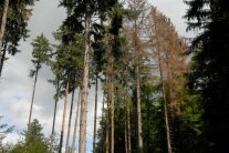 Vom Borkenkäfer befallene Fichten