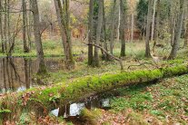 Naturwald Wildenschlag im Gemeindegebiet Windelsbach: Wald mit umgestürztem Baum, Feuchtbiotop und Biberspuren an den Bäumen.