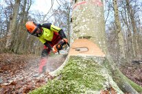In einer starken Buche wird ein Fallkerb angelegt