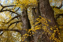 Linde im Herbstlaub