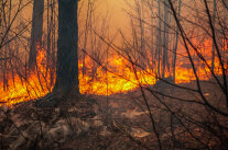 brennender Wald, Flammen im Hintergrund