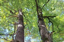 Eichen- und Buchenkrone ca. 100-jähriger Bäume nebeneinander