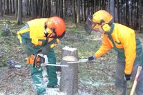 Zwei Waldarbeiter bearbeiten einen Stamm