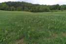 Nahaufnahme zum Triticale-Ackerbohnen-Gemenge