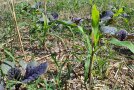 Aufgelaufene Zwischenfrucht in Getreidestoppel 