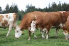 Kühe auf der Weide beim Fressen