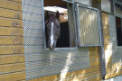 Pferd schaut durch Fenster einer Außenbox