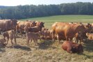 Auch bei Trockenheit gedeihen Gelbviehkälber