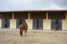 Pferd steht auf Fläche vor Stall