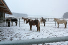 Pferde stehen im Schnee; um die Fläche herum Metallzaun