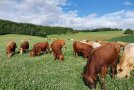 männliche Masttiere gehen ebenfalls bis 12 Monate auf die Weide
