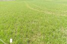 Nahaufnahme zum Triticale-Gras-Gemenge