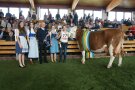„Ikarus“ von Familie Espert in Dottenheim  (Champion ältere Kühe)