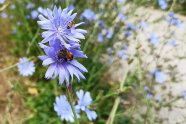 Ackerhummel auf Blume