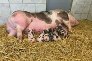 Muttersau und säugende Ferkel im Stroh