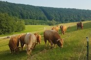 Rinder grasen auf einer Weide