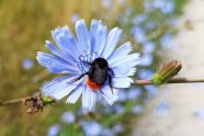 Steinhummel auf einer Wegwarte