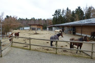 Pferde hinter Holzzaun