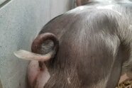 Schwanz eines Schweins
