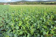 Raps mit Untersaatmischung