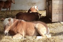 Pferd liegt in Stall auf Stroh