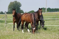 Pferde auf der Weide