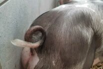 Schwanz eines Schweins